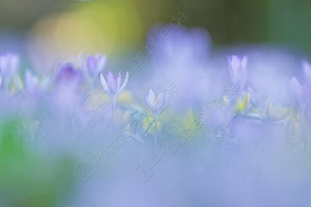 Park Hermannshof - Early flowers